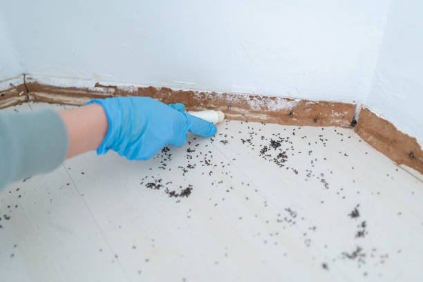 Best Cockroach Control Services  in USA